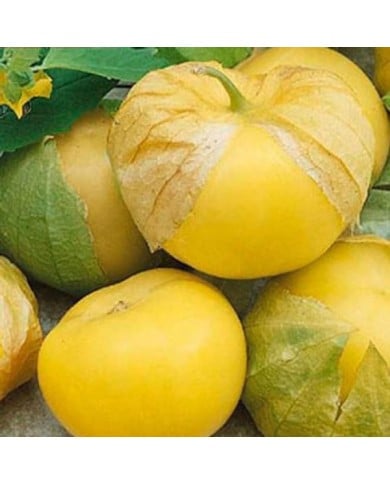 Physalis amarylla (tomatillo) (ixocarpa)