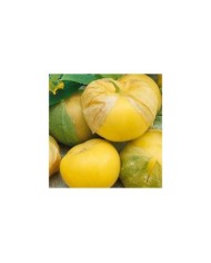 Physalis amarylla (tomatillo) (ixocarpa)