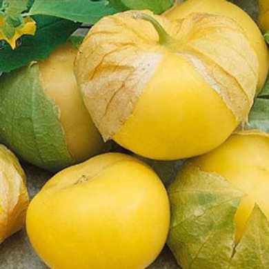 Physalis amarylla (tomatillo) (ixocarpa)