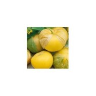 Physalis amarylla (tomatillo) (ixocarpa)