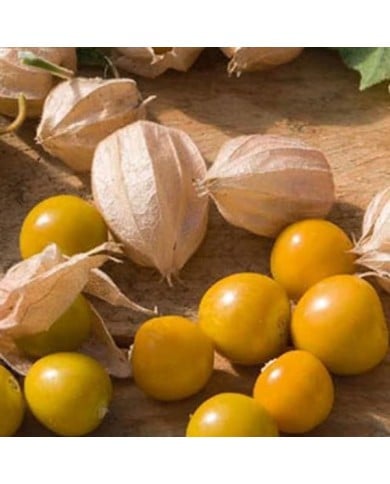 Physalis pruinosa cerise de terre
