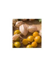 Physalis pruinosa cerise de terre
