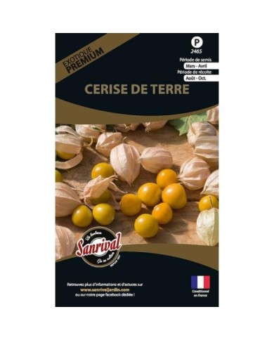 Physalis pruinosa cerise de terre (sachet)