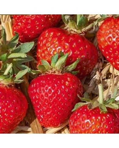 Fraise Grandian F1