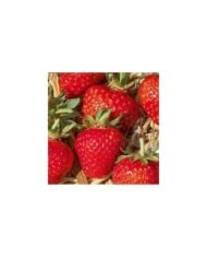 Fraise Grandian F1
