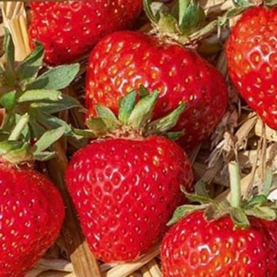 Fraise Grandian F1