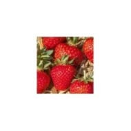 Fraise Grandian F1