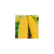 Maïs pop corn Nana F1