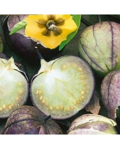 Tomatillo Pourpre