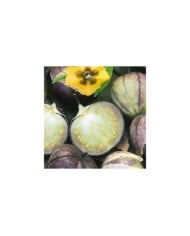 Tomatillo Pourpre