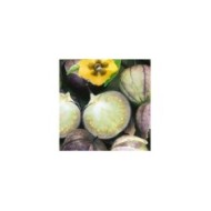 Tomatillo Pourpre