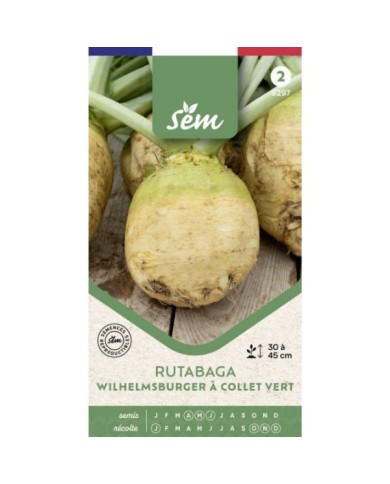 Rutabaga Wilhelmsburger à collet vert