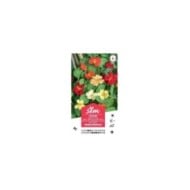 Capucine grande grimpante XXL (sachet)