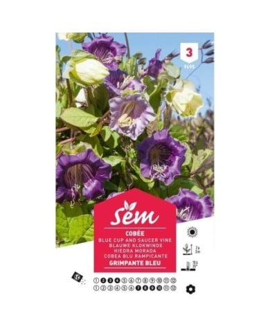 Cobée grimpante bleue (sachet)