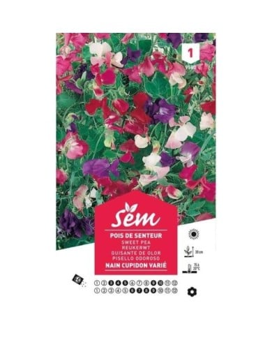 Pois de senteur nain Cupidon (sachet)