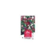 Pois de senteur nain Cupidon (sachet)
