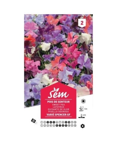 Pois de senteur varié Spencer (sachet)