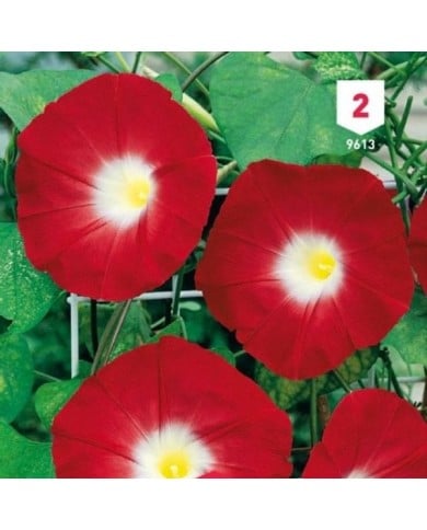 Volubilis à fleur rouge