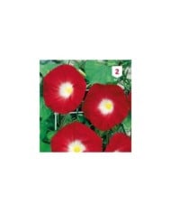 Volubilis à fleur rouge