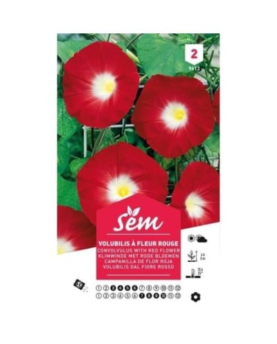 Volubilis à fleur rouge (sachet)