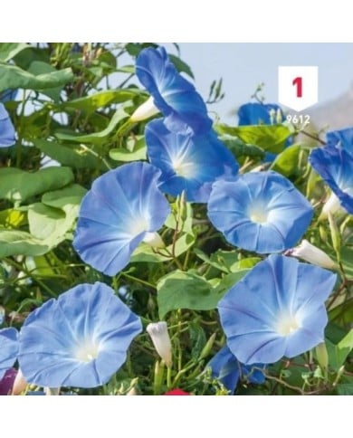 Volubilis bleu
