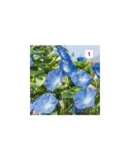 Volubilis bleu