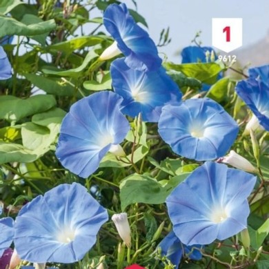 Volubilis bleu