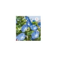 Volubilis bleu