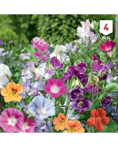 Fleurs grimpantes en mélange XXL