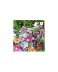 Fleurs grimpantes en mélange XXL