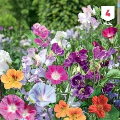 Fleurs grimpantes en mélange XXL