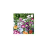Fleurs grimpantes en mélange XXL