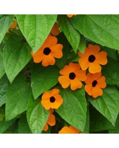 Suzanne aux yeux noirs (thunbergia alata)