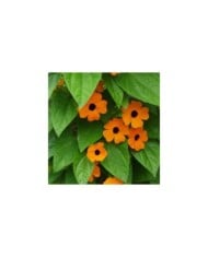 Suzanne aux yeux noirs (thunbergia alata)