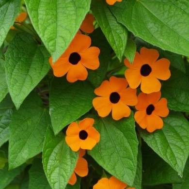 Suzanne aux yeux noirs (thunbergia alata)
