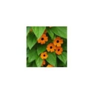 Suzanne aux yeux noirs (thunbergia alata)