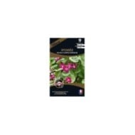 Ipomée  double sunrise serenade (sachet)