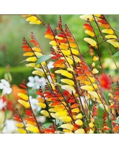 Mina lobata - plume d’indien exotic love