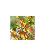 Mina lobata - plume d’indien exotic love