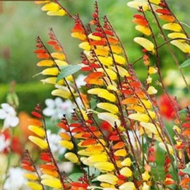 Mina lobata - plume d’indien exotic love