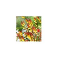 Mina lobata - plume d’indien exotic love