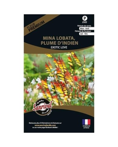Mina lobata - plume d’indien exotic love (sachet)