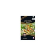 Mina lobata - plume d’indien exotic love (sachet)