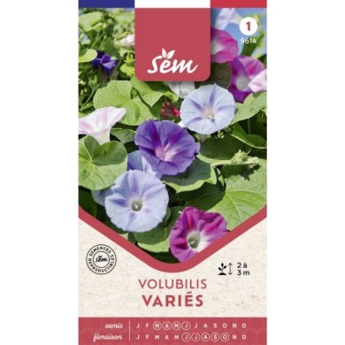 Volubilis variés