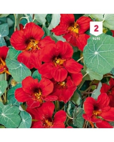 Capucine rouge des Indes