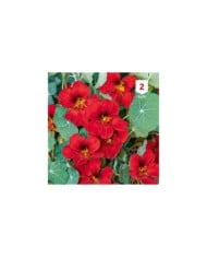 Capucine rouge des Indes