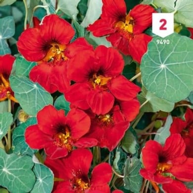 Capucine rouge des Indes
