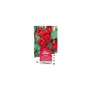 Capucine rouge des Indes (sachet)