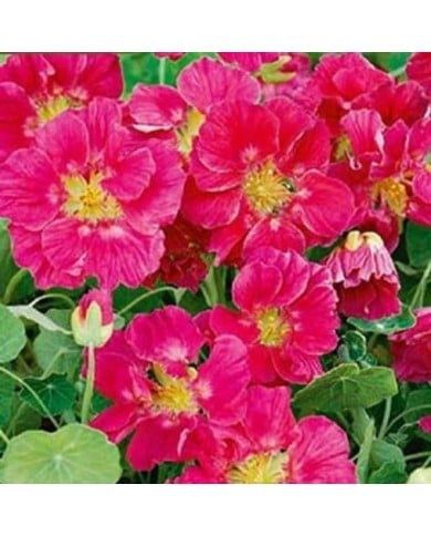 Capucine naine whirlybird rose