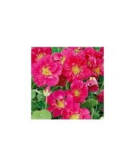 Capucine naine whirlybird rose